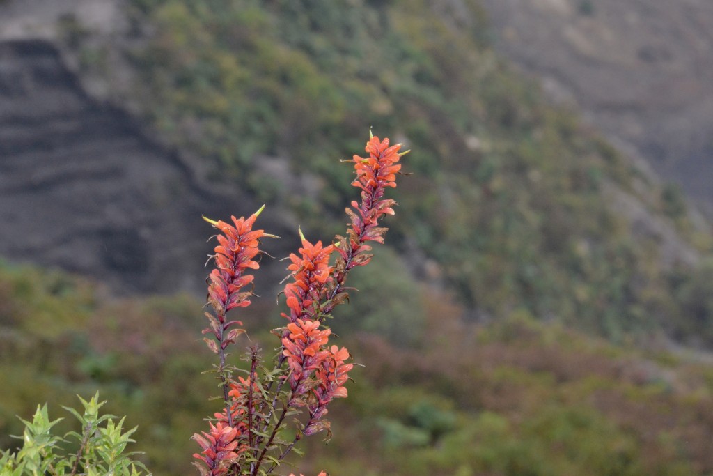 Foto de Alajuela, Costa Rica