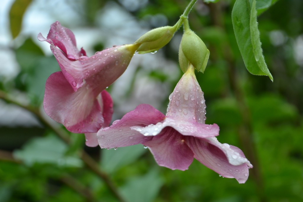 Foto de Alajuela, Costa Rica