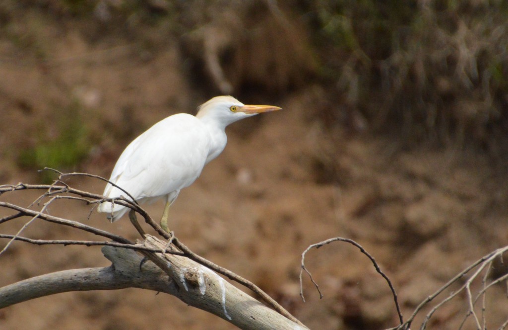 Foto de Caño Negro (Alajuela), Costa Rica