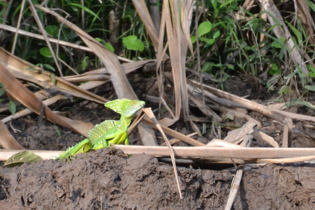 Foto de Caño Negro (Alajuela), Costa Rica