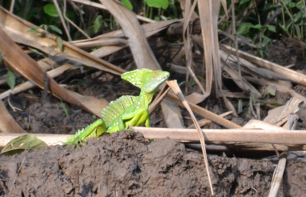 Foto de Caño Negro (Alajuela), Costa Rica