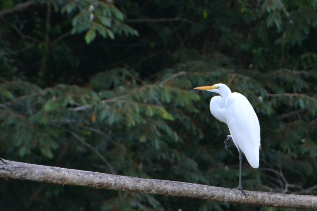 Foto de Caño Negro (Alajuela), Costa Rica