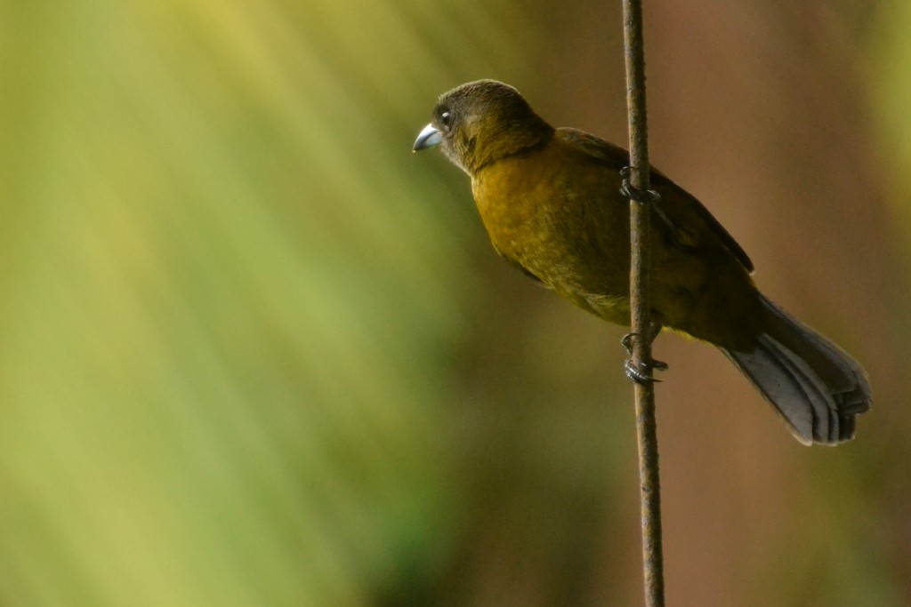 Foto de Caño Negro (Alajuela), Costa Rica