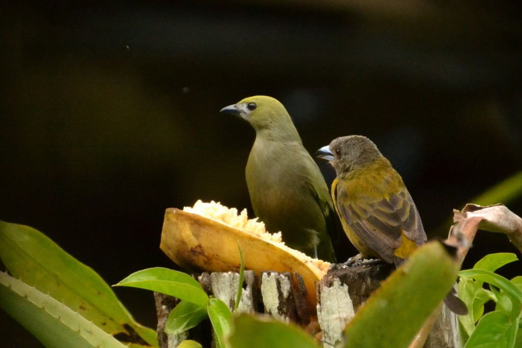 Foto de Caño Negro (Alajuela), Costa Rica