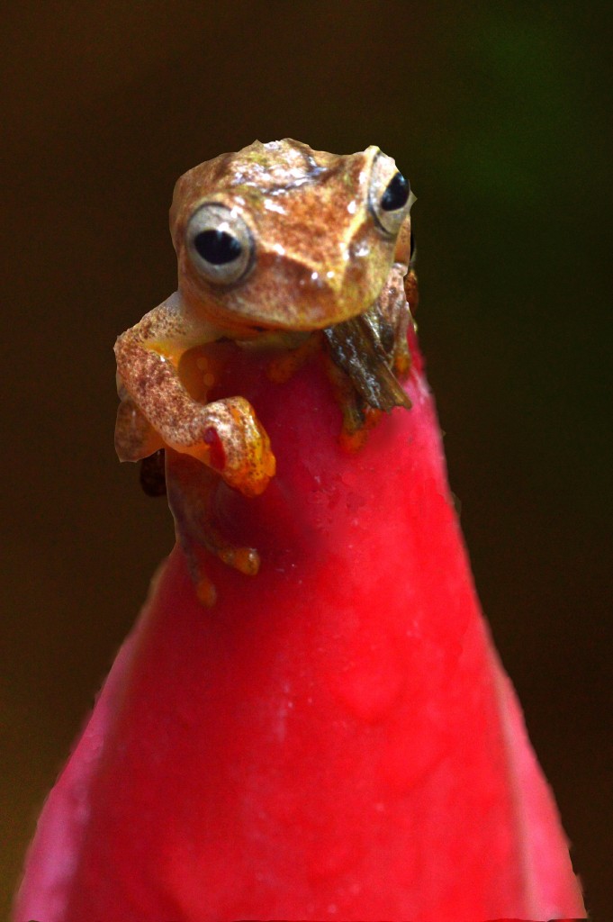 Foto de Caño Negro (Alajuela), Costa Rica