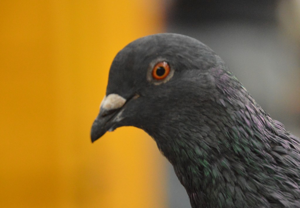 Foto de Caño Negro (Alajuela), Costa Rica