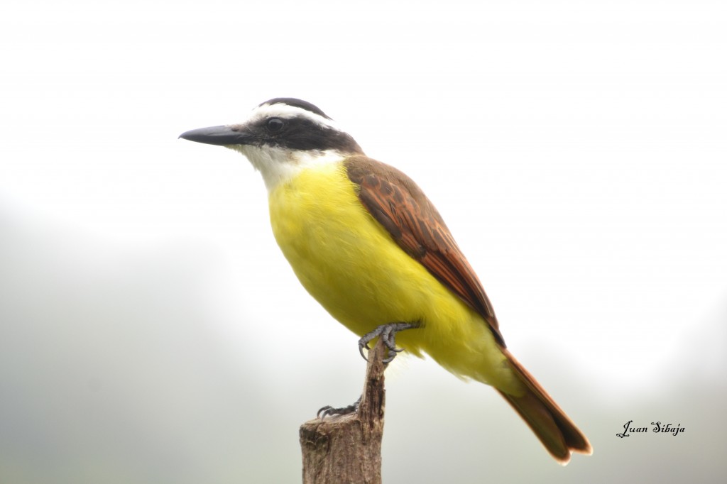 Foto de Caño Negro (Alajuela), Costa Rica