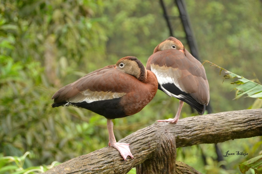 Foto de Caño Negro (Alajuela), Costa Rica