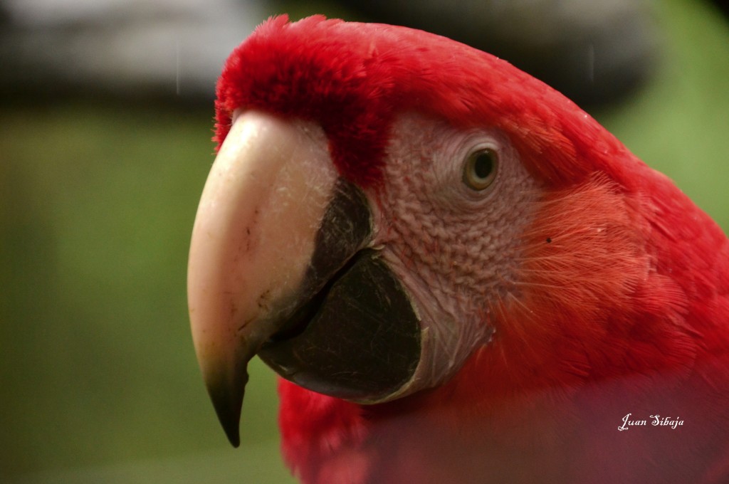 Foto de Caño Negro (Alajuela), Costa Rica