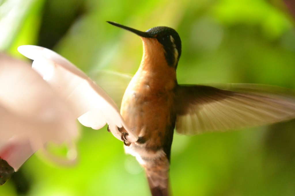 Foto de Caño Negro (Alajuela), Costa Rica