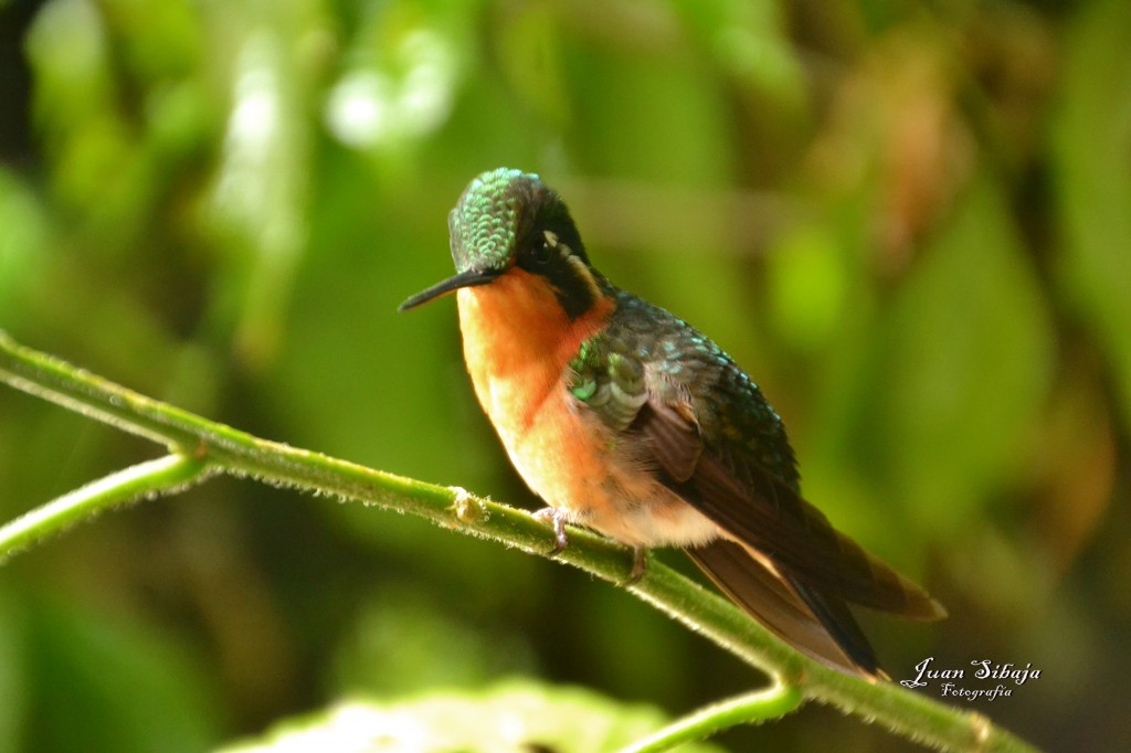 Foto de Caño Negro (Alajuela), Costa Rica