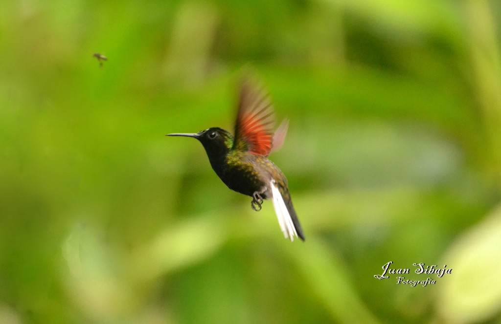 Foto de Caño Negro (Alajuela), Costa Rica