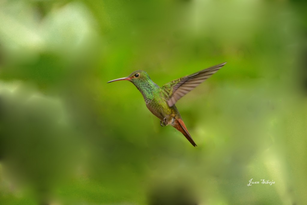 Foto de Caño Negro (Alajuela), Costa Rica