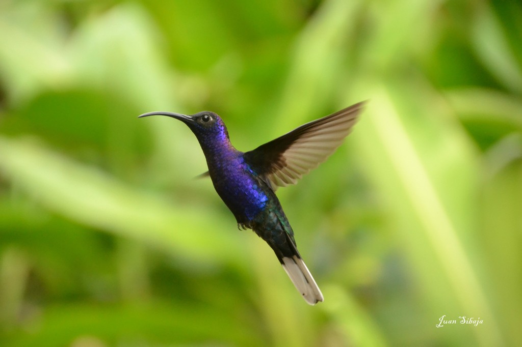 Foto de Caño Negro (Alajuela), Costa Rica