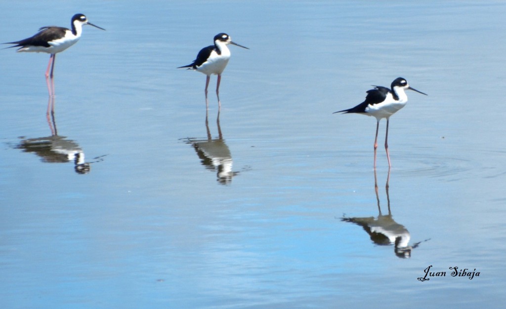 Foto de Caño Negro (Alajuela), Costa Rica