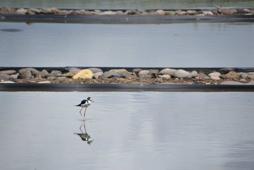 Foto de Caño Negro (Alajuela), Costa Rica