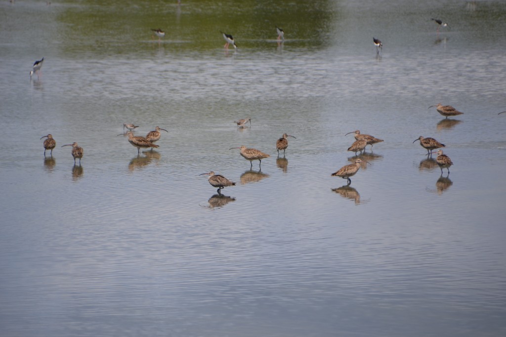 Foto de Caño Negro (Alajuela), Costa Rica