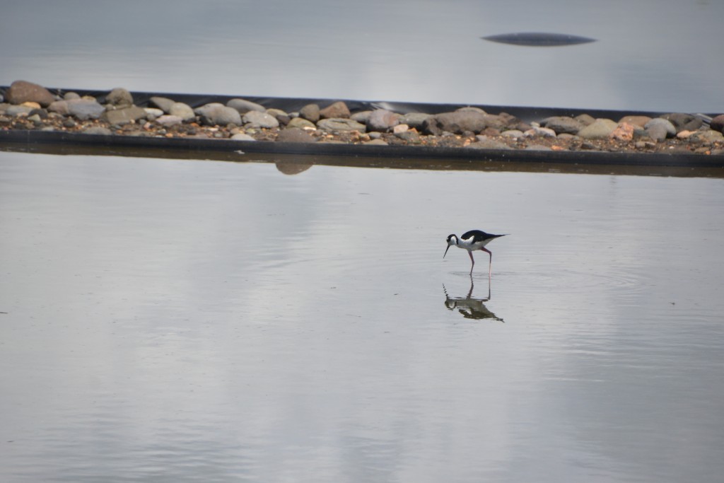 Foto de Caño Negro (Alajuela), Costa Rica