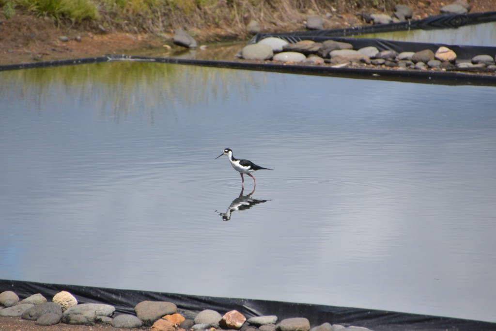 Foto de Caño Negro (Alajuela), Costa Rica