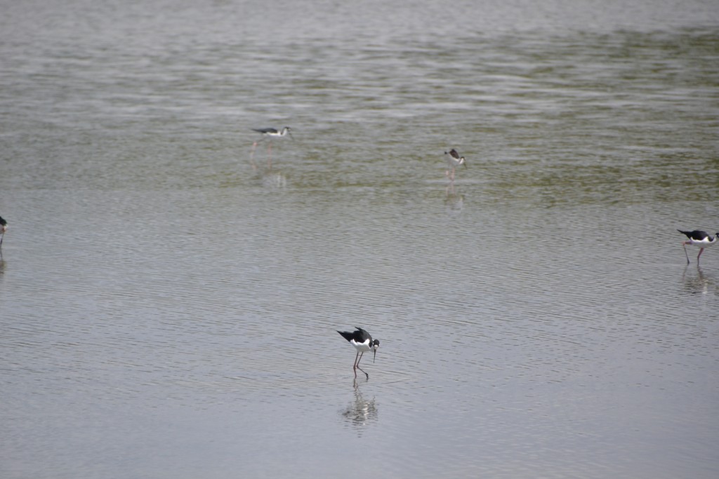 Foto de Caño Negro (Alajuela), Costa Rica