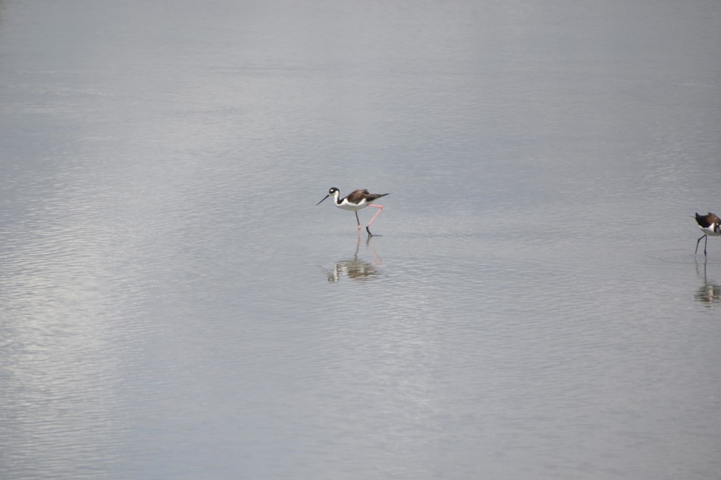 Foto de Caño Negro (Alajuela), Costa Rica