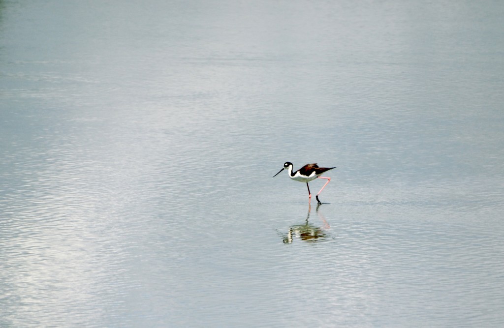 Foto de Caño Negro (Alajuela), Costa Rica