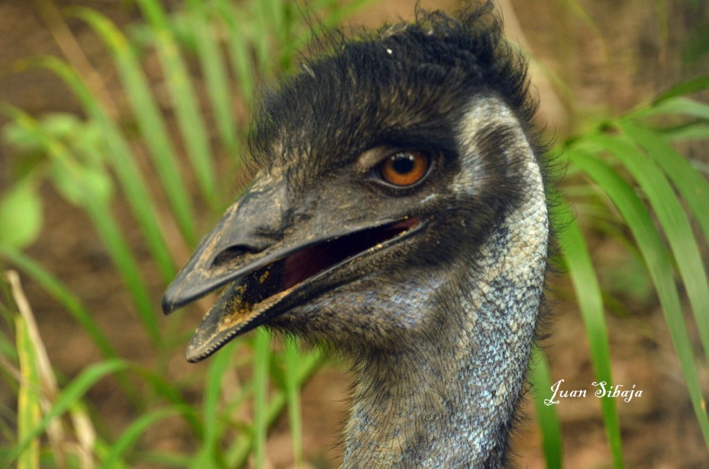 Foto de Caño Negro (Alajuela), Costa Rica