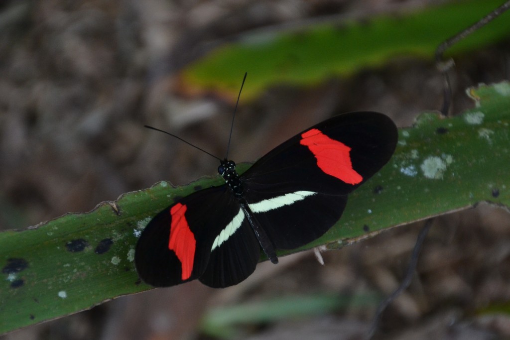 Foto de Caño Negro (Alajuela), Costa Rica