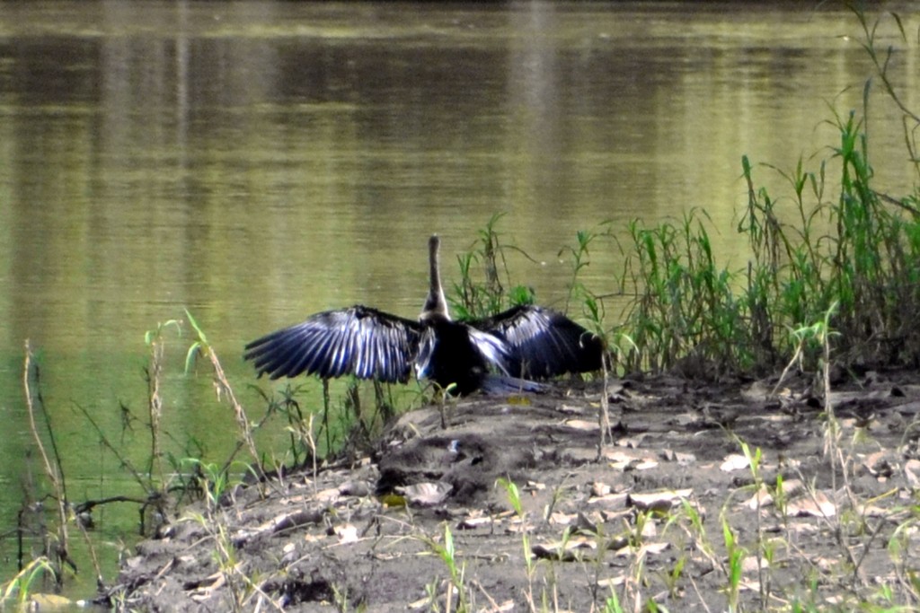 Foto de Caño Negro (Alajuela), Costa Rica