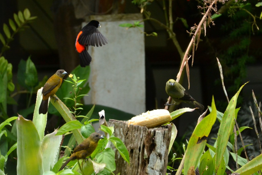 Foto de Caño Negro (Alajuela), Costa Rica