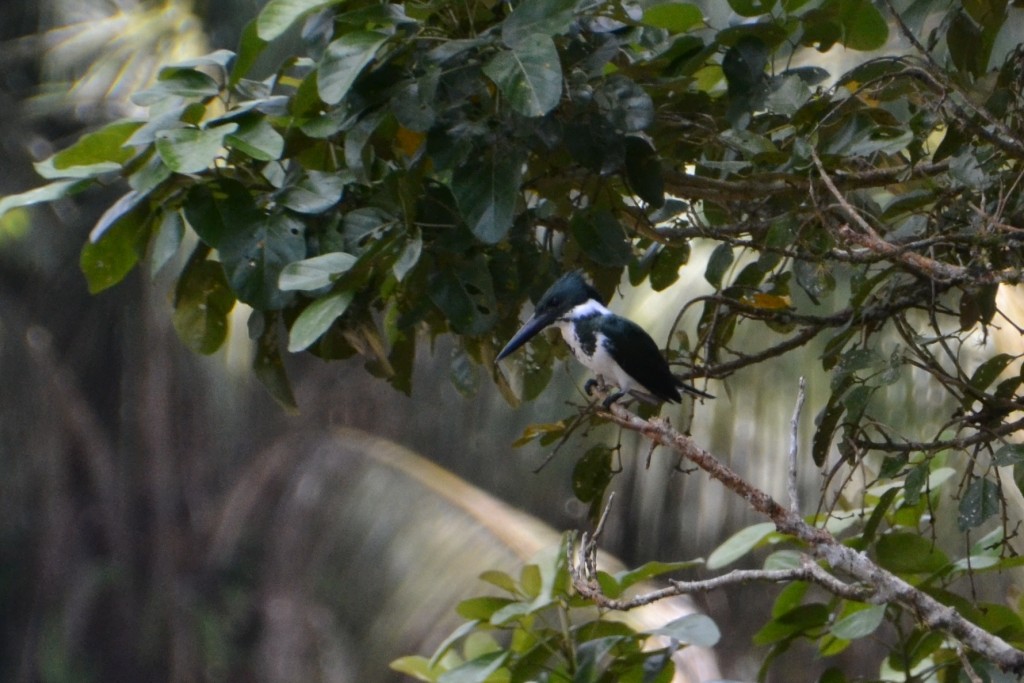 Foto de Caño Negro (Alajuela), Costa Rica