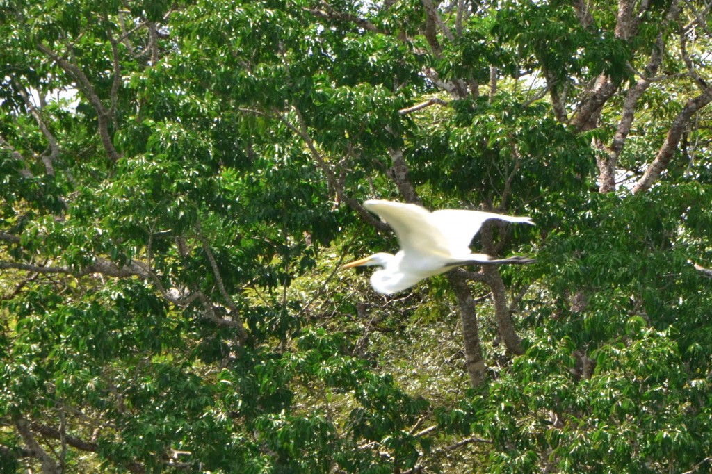 Foto de Caño Negro (Alajuela), Costa Rica