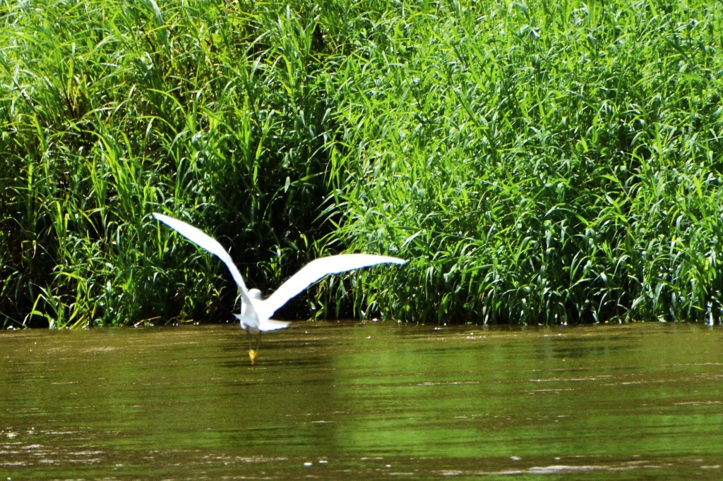 Foto de Caño Negro (Alajuela), Costa Rica