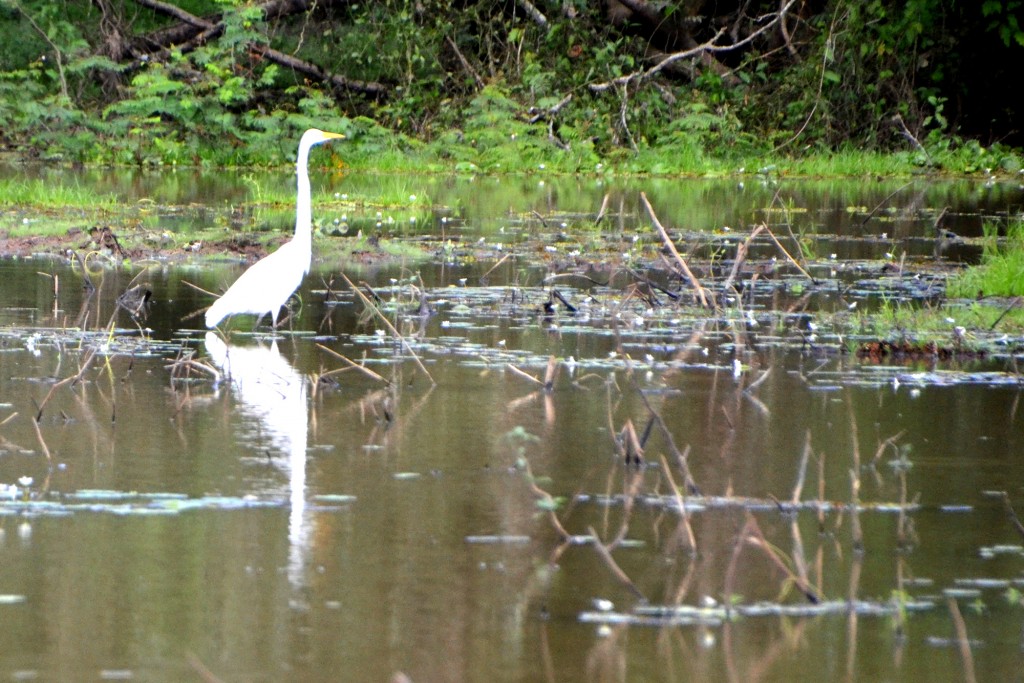 Foto de Caño Negro (Alajuela), Costa Rica