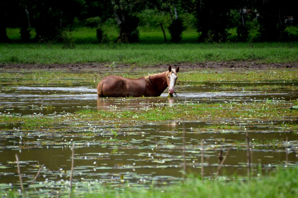 Foto de Caño Negro (Alajuela), Costa Rica