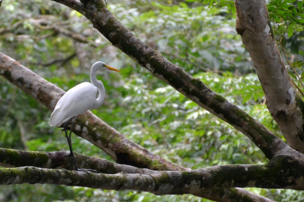 Foto de Caño Negro (Alajuela), Costa Rica