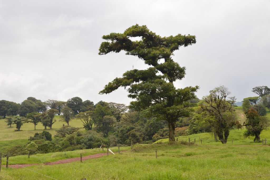 Foto de Caño Negro (Alajuela), Costa Rica