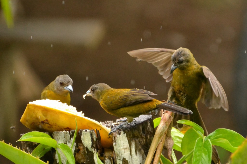 Foto de Caño Negro (Alajuela), Costa Rica