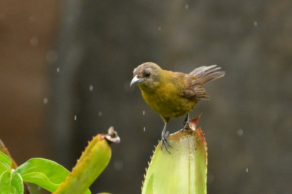 Foto de Caño Negro (Alajuela), Costa Rica