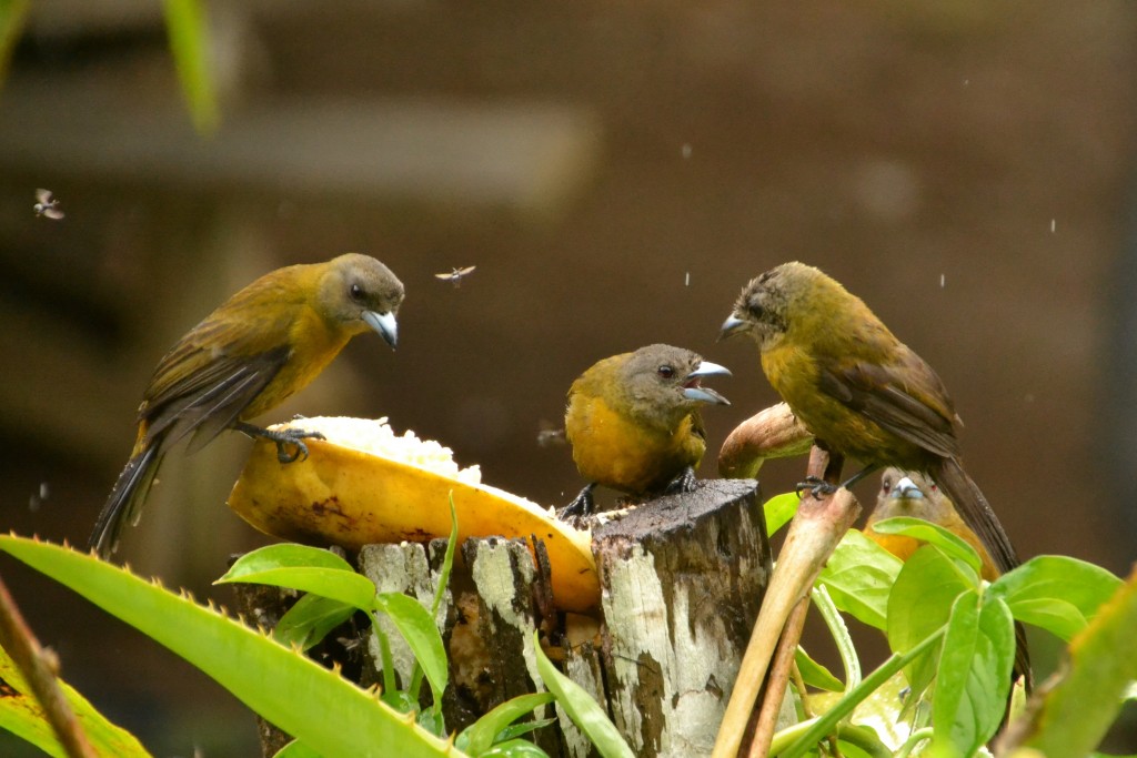 Foto de Caño Negro (Alajuela), Costa Rica