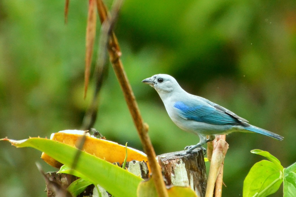 Foto de Caño Negro (Alajuela), Costa Rica