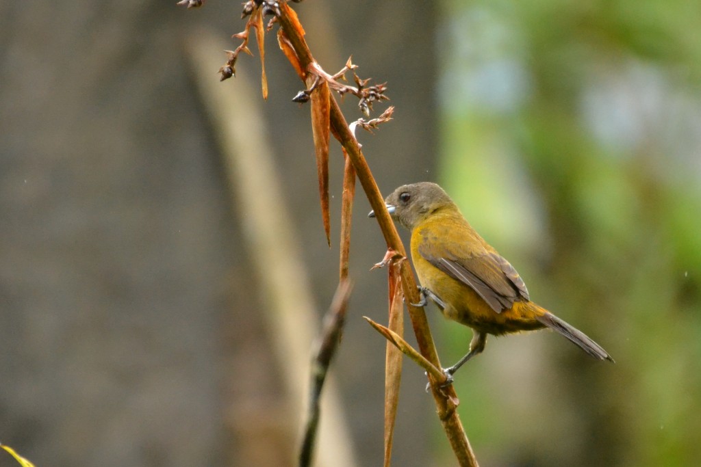 Foto de Caño Negro (Alajuela), Costa Rica