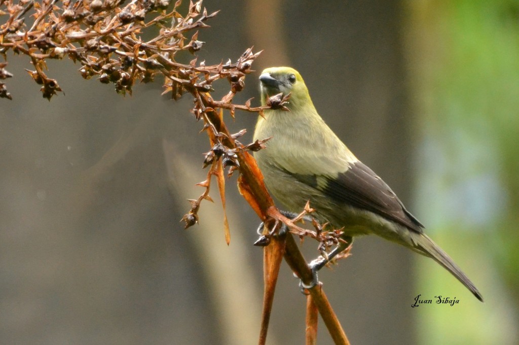 Foto de Caño Negro (Alajuela), Costa Rica