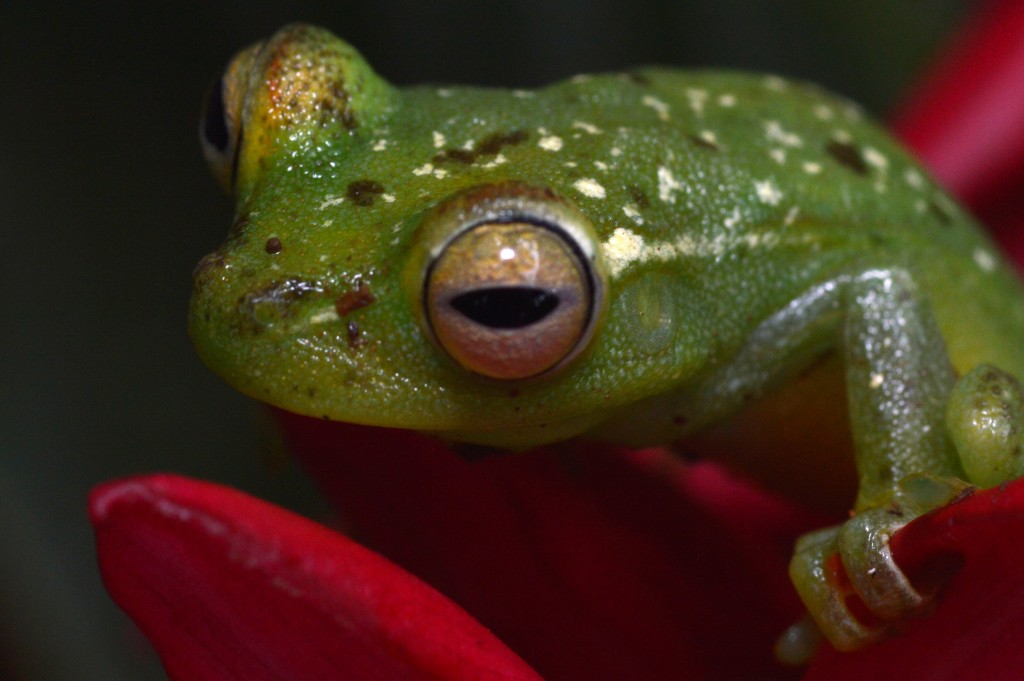 Foto de Sarapiqui (Heredia), Costa Rica