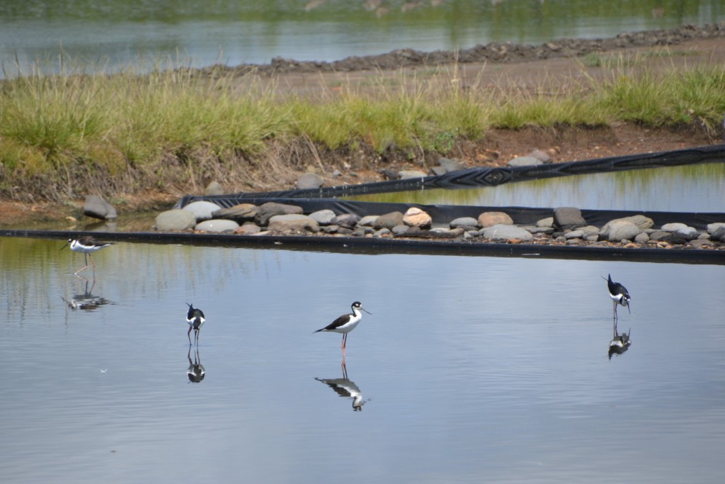 Foto de Sarapiqui (Alajuela), Costa Rica