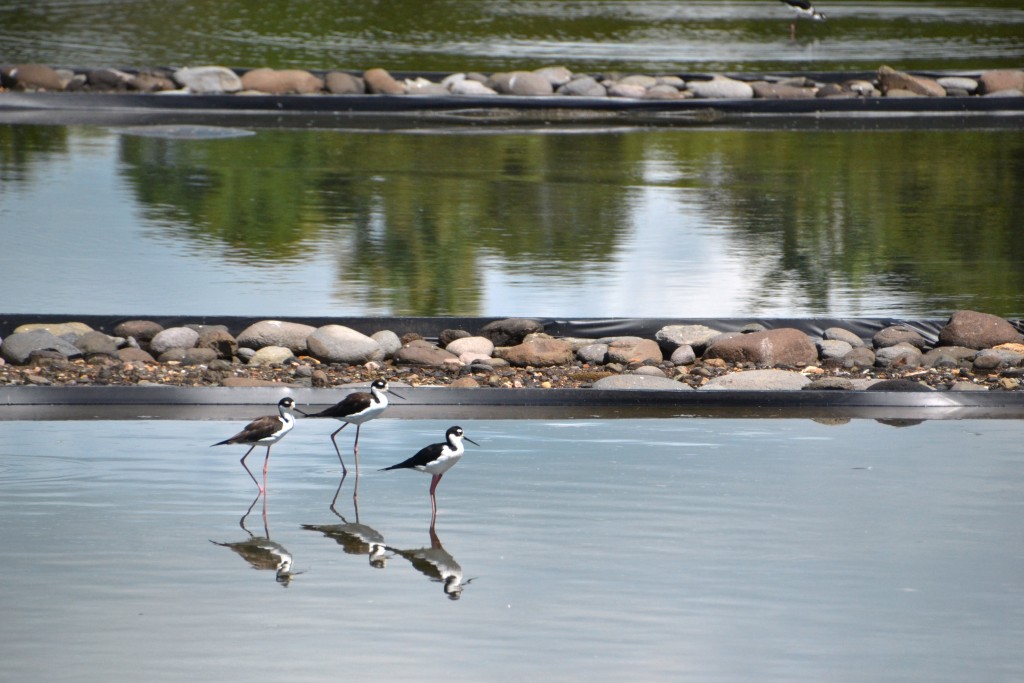 Foto de Sarapiqui (Alajuela), Costa Rica