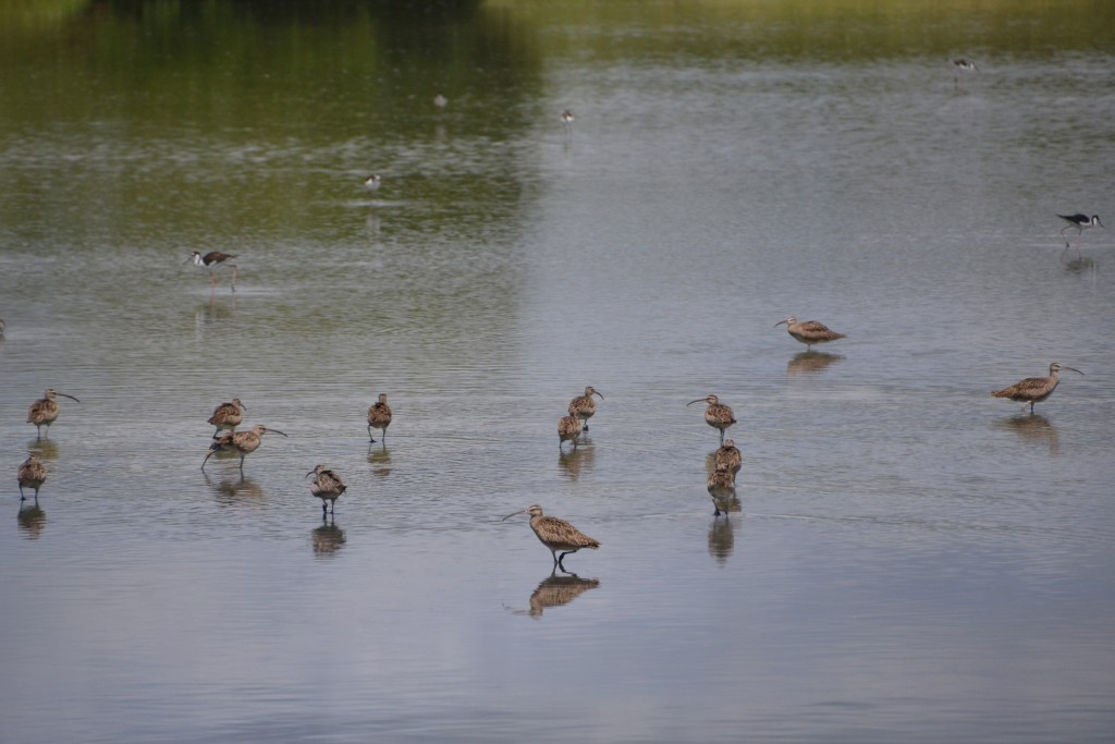 Foto de Sarapiqui (Alajuela), Costa Rica