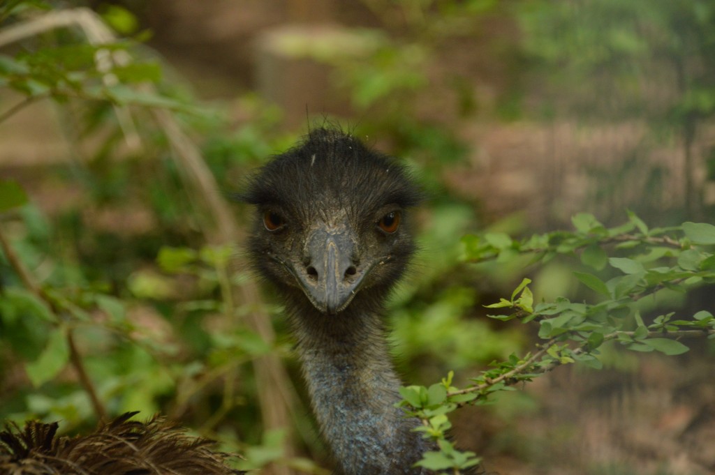 Foto de Sarapiqui (Alajuela), Costa Rica