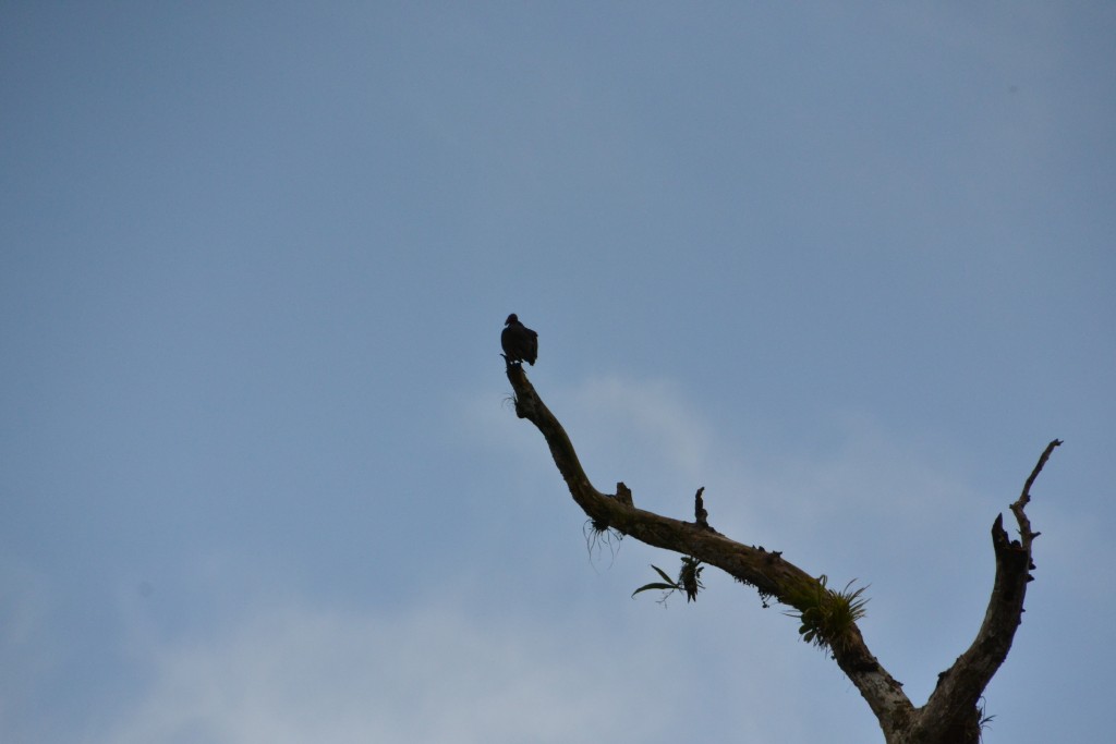 Foto de Sarapiqui (Alajuela), Costa Rica