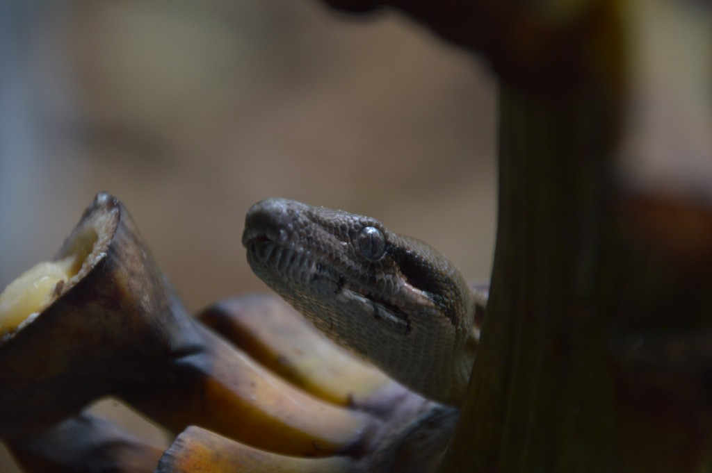 Foto de Sarapiqui (Alajuela), Costa Rica